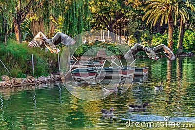 Two wild geese take off from the lake in Parc de la Ciutadella in Barcelona Stock Photo