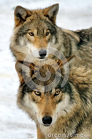 Two wild gray wolf in winter forest Stock Photo