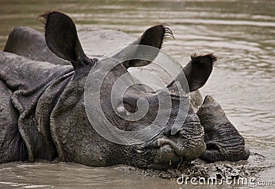 Two Wild Great one-horned rhinoceroses lying in a puddle. Stock Photo