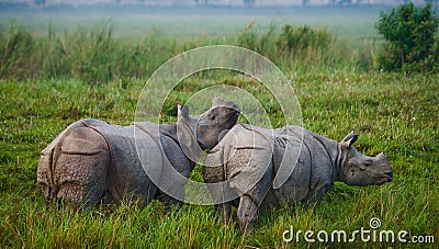 Two Wild Great one-horned rhinoceroses in a national park. Stock Photo