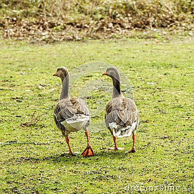 Two Wild Grey Geese Walking Together On A Grass Field Stock Photo