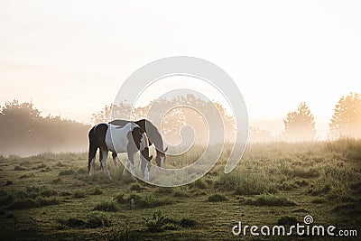 Two wild horses grazing in the mist in the new forest, Hampshire Stock Photo