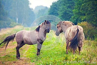 Two wild horses Stock Photo