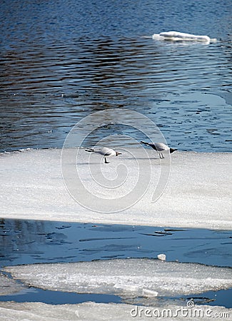 Two wild seagulls sitting on an ice floe floating in cold blue water in bright sunny day vertical view Stock Photo