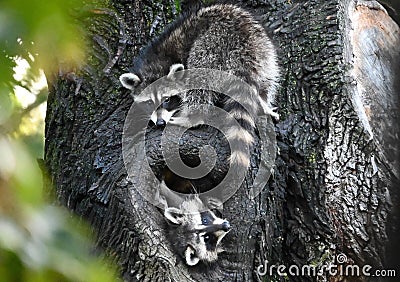 Two Raccoons In Tree Stock Photo