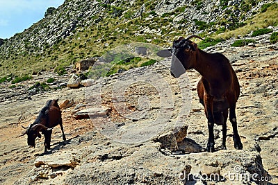Two wild tamed goat is looking and walking on the hill Stock Photo