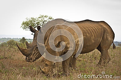 Two wild white rhinoceros eating grass , Kruger National park, South Africa Stock Photo