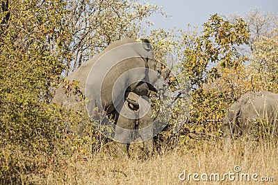 Two wild white rhinoceros mating in the bush, in Kruger Park Stock Photo