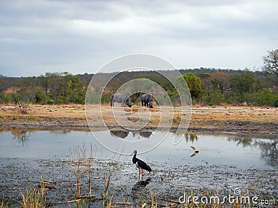 Two wild white rhinoceros in the riverbank at Kruger, South Africa Stock Photo