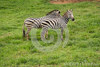 Two wild zebras on meadow like horse with black and white lines on its body Stock Photo