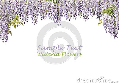 Two Wisteria Flowers Stock Photo