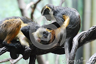 Two Wolf`s Mona Monkeys Grooming Each Other on a Branch Stock Photo