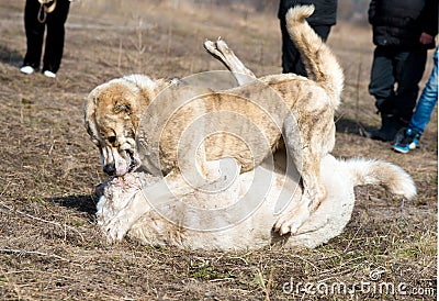 Two wolfhounds are fighting on dog fights. Stock Photo