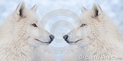 Two wolves on background of a snowy forest in winter Stock Photo