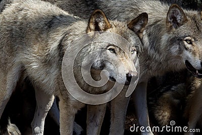 Two wolves in the forest Stock Photo