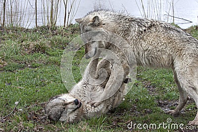 Two Wolves Playfully Fighting Stock Photo