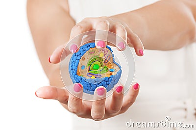 Two Woman Hands Protecting Structure of Human Cell. 3d Rendering Stock Photo