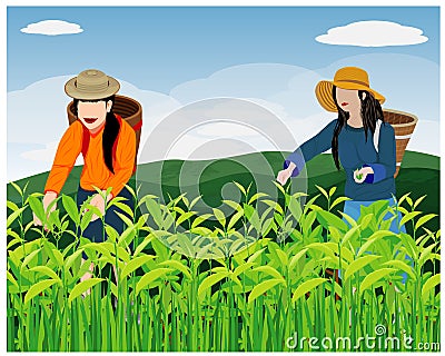 Two woman harvest tea leaves Vector Illustration