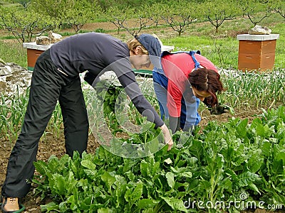 Two woman picking chard Stock Photo