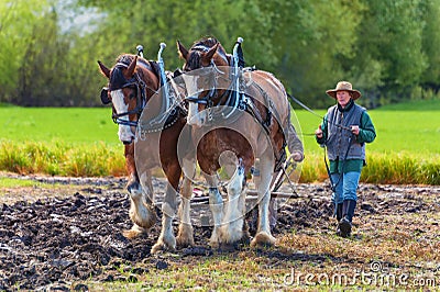 Two women guide a plow pulled by draft horses Editorial Stock Photo