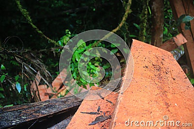 Two wooden beams or planks laying in tropical forest with more illegaly cut planks in the background Stock Photo
