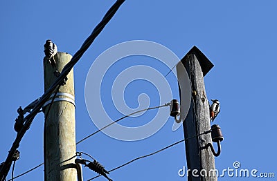 Woodpecker birds sits on the two poles on blue sky background Stock Photo