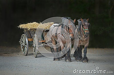 Two workhorses with cart Stock Photo
