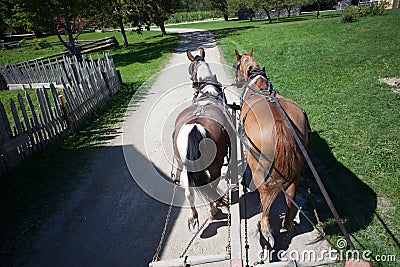 Two Working Horses Stock Photo