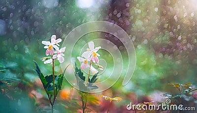 Two woven spring flower in the rain in a forest in spring close-up with soft focus The romantic imag Stock Photo