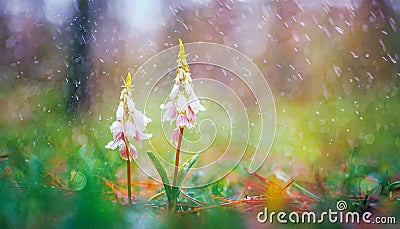 Two woven spring flower in the rain in a forest in spring close-up with soft focus The romantic imag Stock Photo