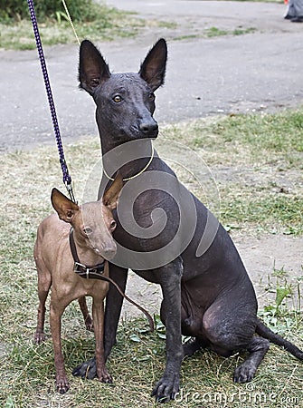 Two Xolo dogs Stock Photo