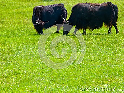 Two Yaks grazing in field Stock Photo