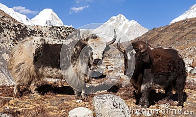 Two yaks, Nepal Himalayas mountains Stock Photo