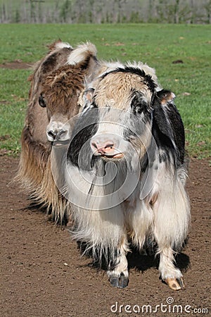 Two yaks Stock Photo