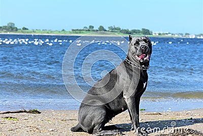 Two year old cane corso italian mastiff offshore Stock Photo