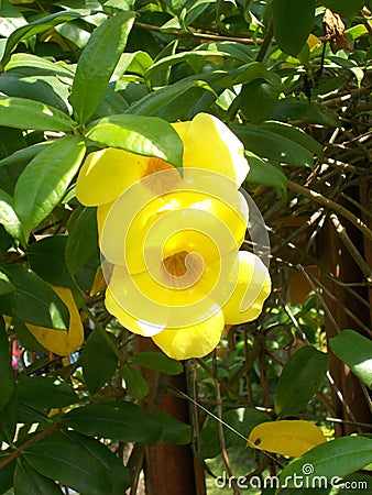 Two Yellow alamanda flower on the tree Stock Photo