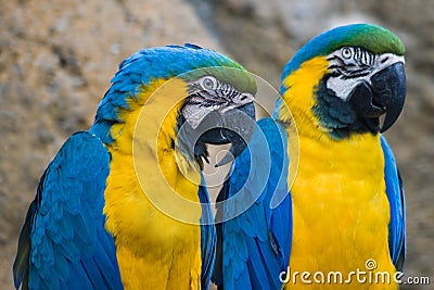 Two yellow and blue parrots Stock Photo