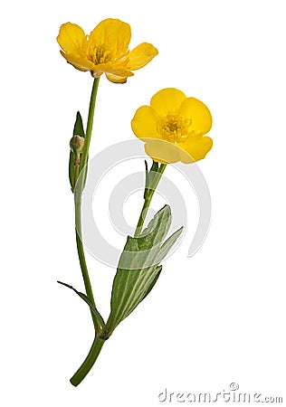 Two yellow buttercup flowers Stock Photo