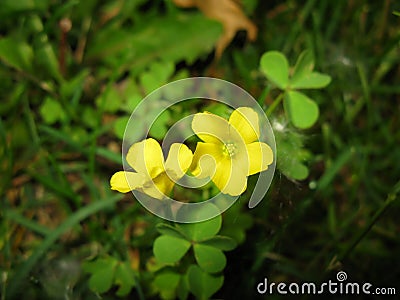 Two yellow clover flowers Stock Photo