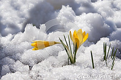 Two yellow crocuses at snow background Stock Photo