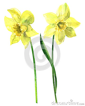 Two yellow daffodils, beautiful fresh spring narcissus flowers, isolated, hand drawn watercolor illustration on white Cartoon Illustration