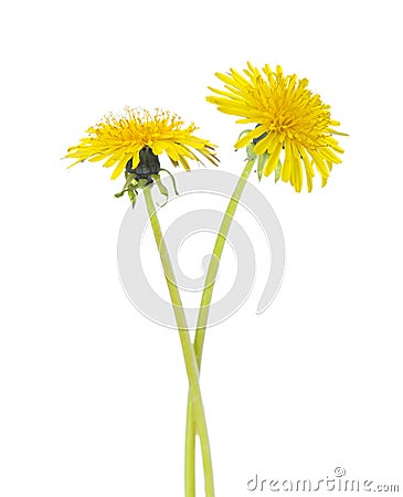 Two yellow dandelions isolated on a white background Stock Photo