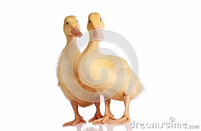 Two yellow ducklings isolated Stock Photo