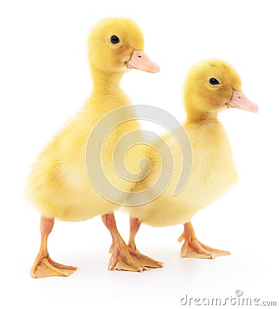 Two yellow ducklings. Stock Photo