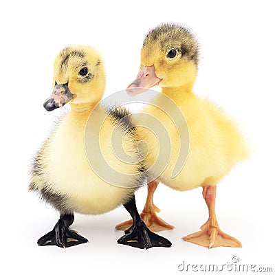 Two yellow ducklings. Stock Photo