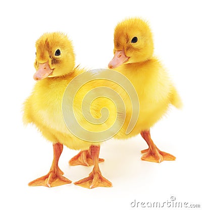 Two yellow ducklings. Stock Photo