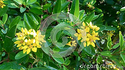 Yellow flowers are blooming in the middle of the garden. Stock Photo