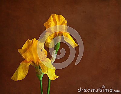 Two yellow irises Stock Photo