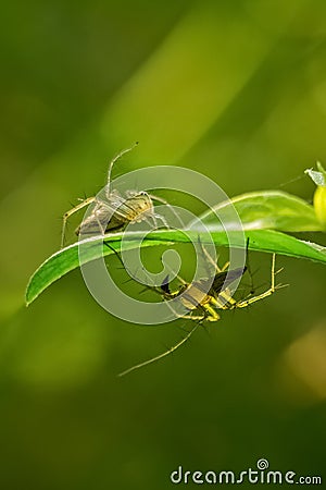 Two yellow jumping spiders romancing on leaf and ready to fight. Close up of spider fighting . Couple of yellow spider ready to Stock Photo