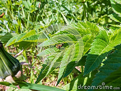 Two yellow ladybirds with12 black spots on their wing cases mating on green leaves surrounded with green vegetation Stock Photo